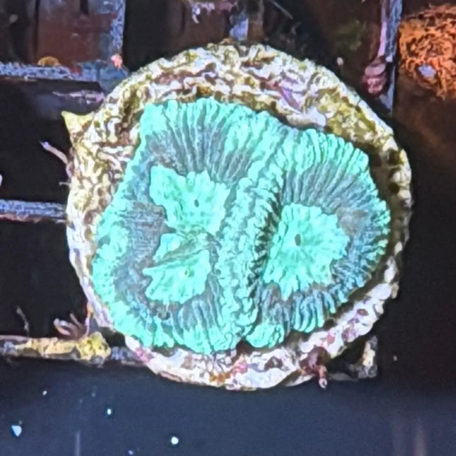 Esqueje de coral Goniastrea con polipos verdes