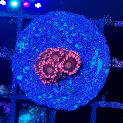 goniopora roja