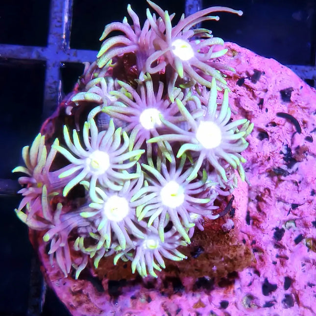 Goniopora Green Frag