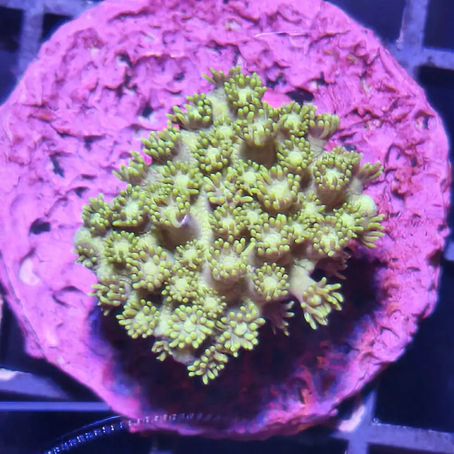 Goniopora Green Frag