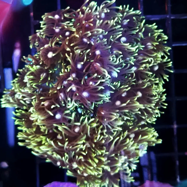 Goniopora sp., coral flor LPS con pólipos largos y color verde intenso