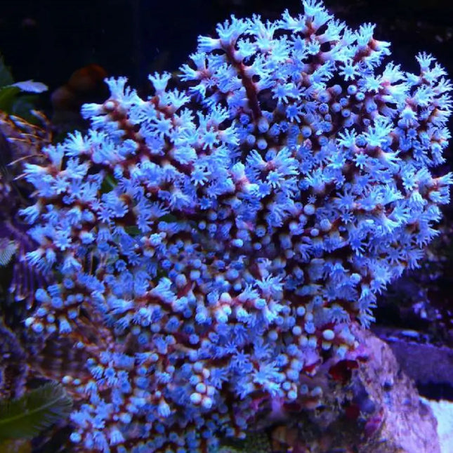 Gorgonia roja pólipo azul