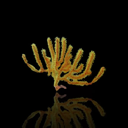 Gorgonia menella de color amarillo intenso con estructura ramificada, sin fondo.