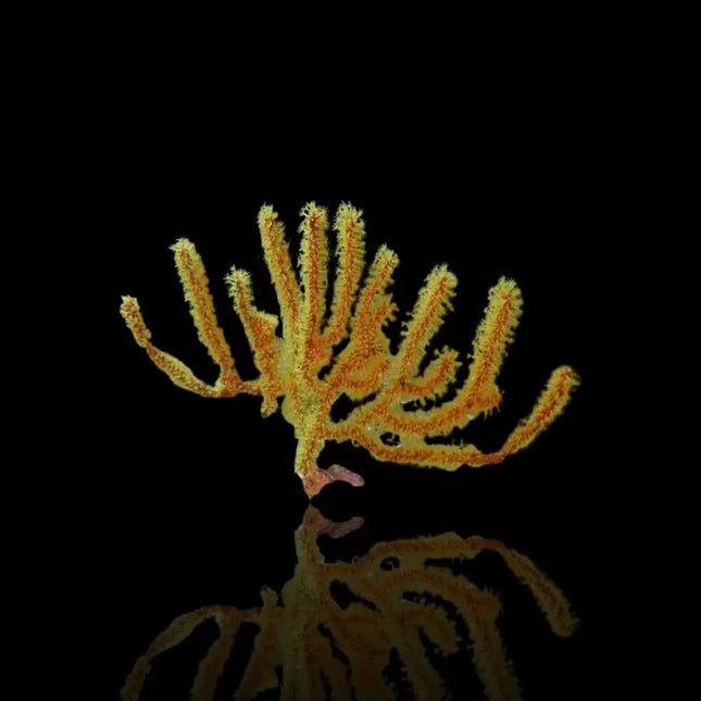 Gorgonia menella de color amarillo intenso con estructura ramificada, sin fondo.
