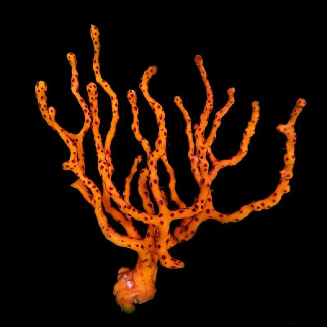 Gorgonia Lophogorgia nodulifera – Gorgonia roja no fotosintética para acuario marino