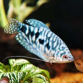 Gourami Azul Trichogaster trichopterus 5-6 cm