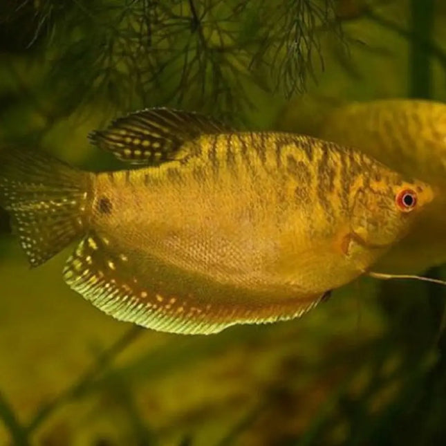 Gourami Oro de color dorado intenso en acuario plantado

