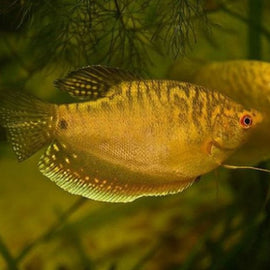 Gourami Oro Trichogaster trichopterus 5-6 cm