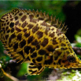 Gourami Leopardo Ctenopoma acutirostre 3 cm