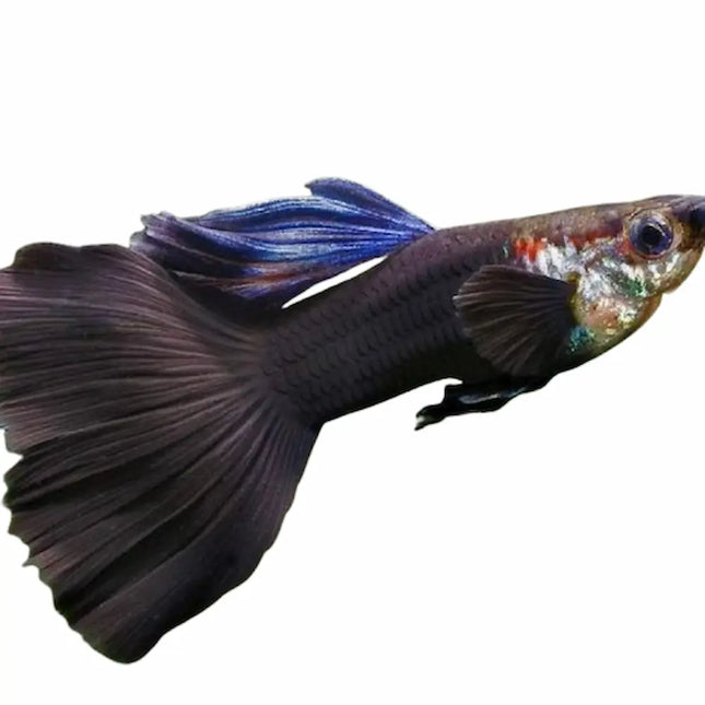 Pareja de Guppys Dumbo Black con cuerpo negro uniforme y grandes aletas pectorales redondeadas
