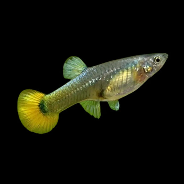 Guppy hembra en primer plano, pez tropical de agua dulce para acuario comunitario

