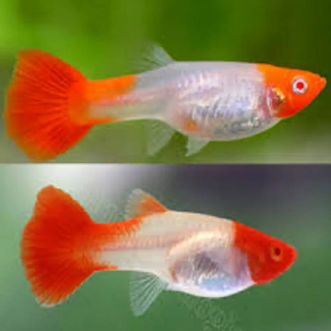 Pareja de Guppys Koi Albino Premium con cuerpo blanco y manchas rojizas, ojos rojos característicos