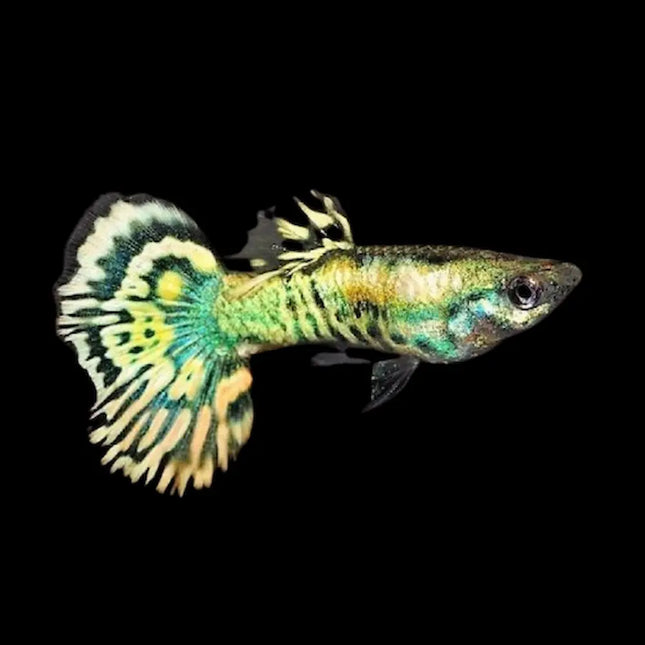 Guppy Macho Neon Tiger con cola tipo tigre y colores neón brillantes en acuario tropical