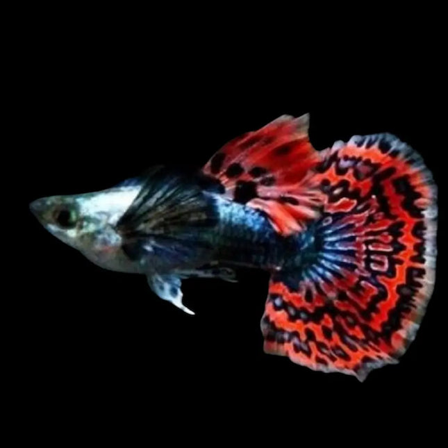 Guppy Macho Red Dragon con gran cola roja escamada en acuario tropical plantado

