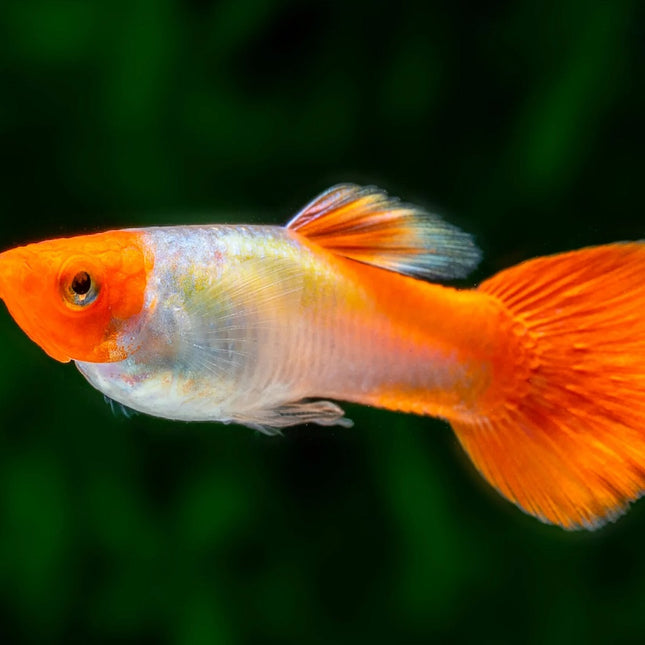 Pareja de Guppys Red Nose Kohaku Premium con cuerpo blanco y mancha roja en la cabeza