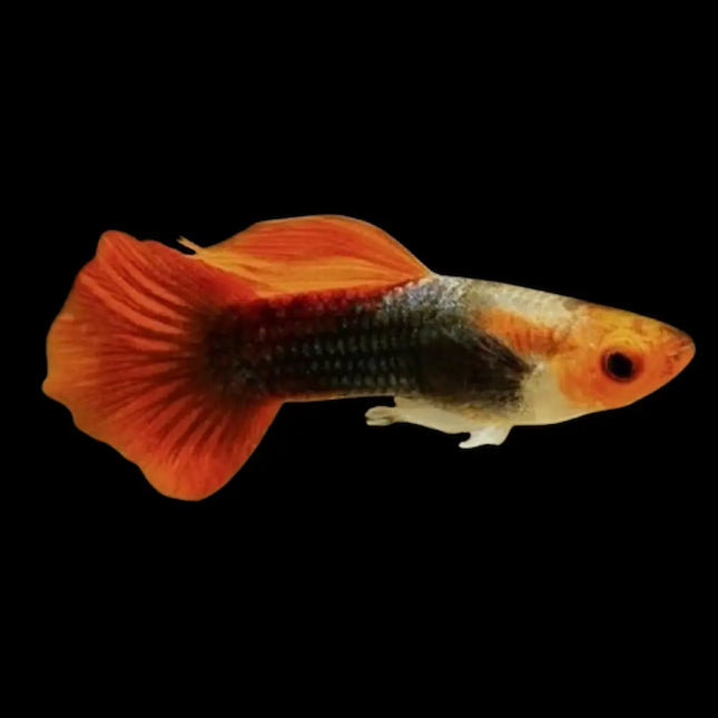 Pareja de guppys Red Nose Tuxedo con cabeza roja y cuerpo oscuro tipo tuxedo

