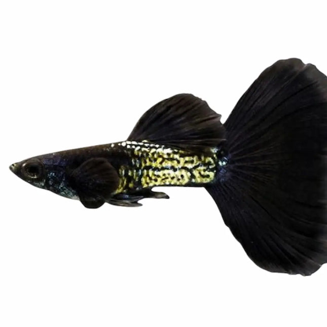 Pareja de Guppy Snake Skin Tuxedo Grade A con patrón de escamas tipo serpiente y cuerpo oscuro


