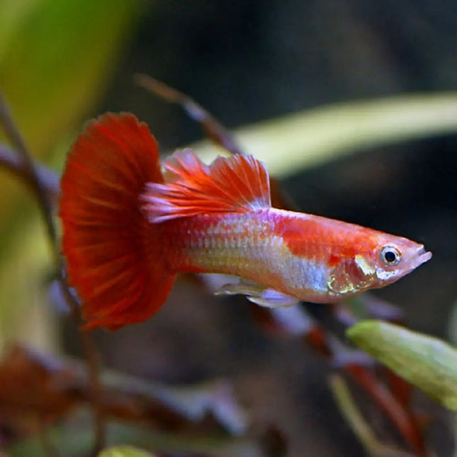Pareja de guppys Tuxedo Blond Koi con colores naranjas y patrón oscuro contrastado

