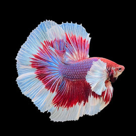 Betta Macho Media Luna Dumbo