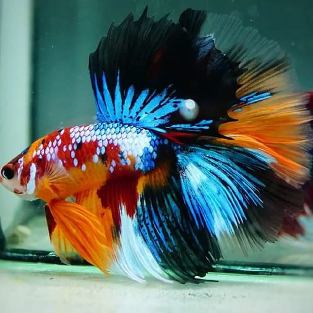 Betta Macho Media Luna Koi con patrón multicolor nadando en un acuario plantado

