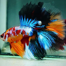 Betta Macho Media Luna Koi