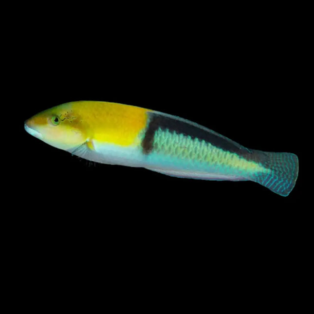 Halichoeres garnoti doncella cabeza amarilla en acuario marino