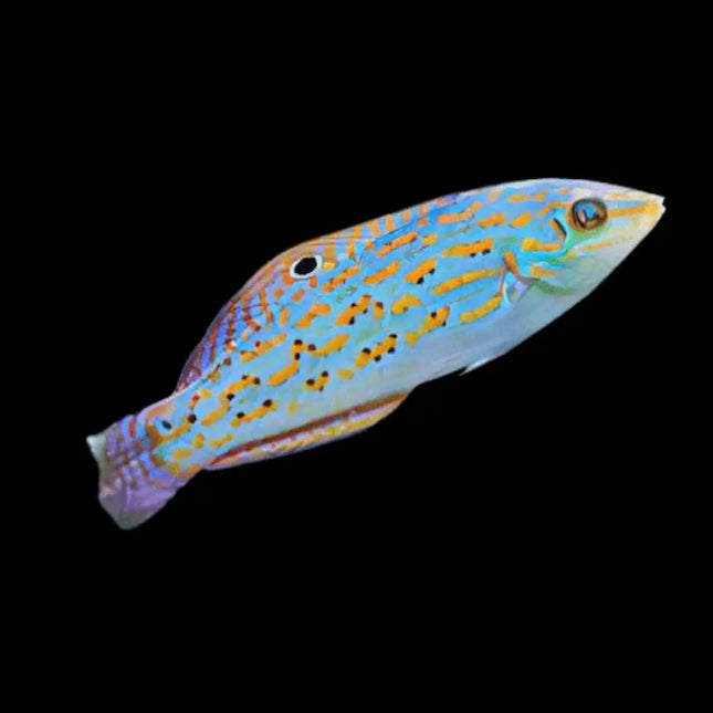Pez Halichoeres timorensis o pez doncella de Timor para acuario marino
