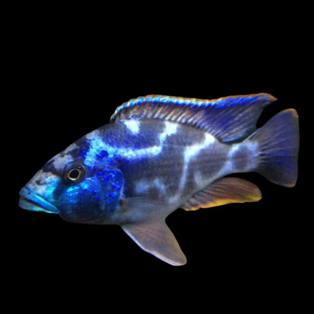 Haplochromis livingstoni mostrando cuerpo alargado y robusto, con tonos azulados y grisáceos sutiles según la iluminación, y una postura alerta típica de los cíclidos depredadores del lago Malawi.