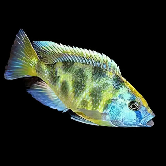 Haplochromis venustus con cuerpo alargado y tonos azulados y amarillentos en fase juvenil, mostrando ya los primeros patrones de coloración característicos de la especie.