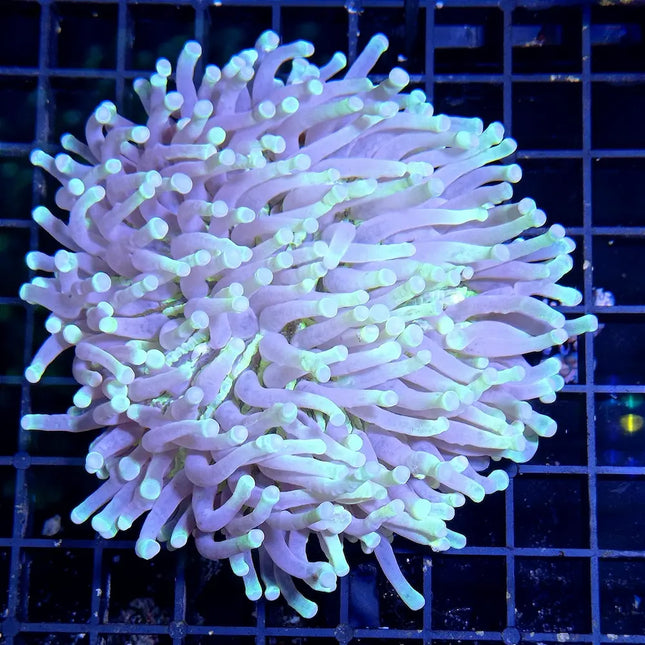 Heliofungia actiniformis, coral disco LPS con pólipos tentaculares largos y coloración vibrante en acuario marino.