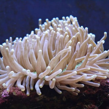 Heteractis magnifica, anémona de arrecife con tentáculos largos, vibrantes y de colores brillantes, desplegada en un acuario marino. Aporta color y refugio a invertebrados marinos, haciendo de esta anémona una opción perfecta para acuarios marinos de arrecife.