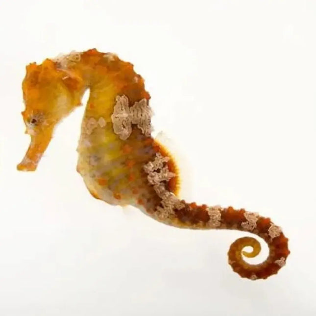 Hippocampus erectus, caballito de mar del Atlántico con cuerpo robusto y aletas delicadas