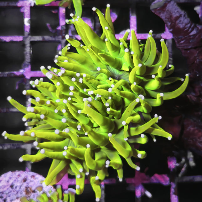 Euphyllia glabrescens | Torch Holy Grail Golden LPS de tentáculos verdes
