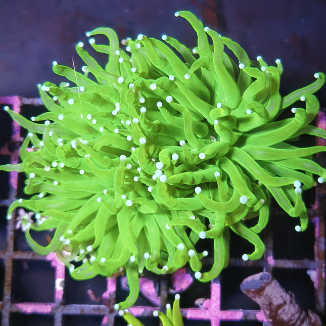 Euphyllia glabrescens | Torch Holy Grail Verde LPS de tentáculos verdes