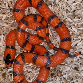 Serpiente Falsa Coral Hondurensis