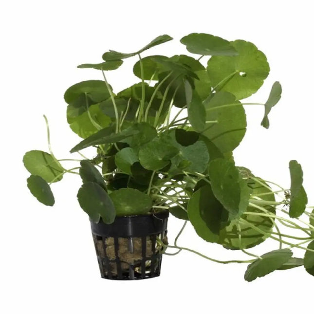 Hydrocotyle verticillata con hojas redondas formando alfombra natural en acuario plantado

