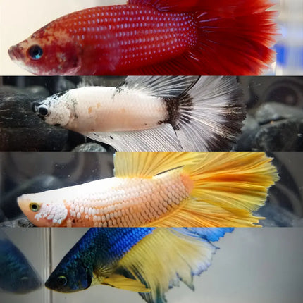 Betta Macho Surtido (Betta splendens) de colores variados en acuario de agua dulce