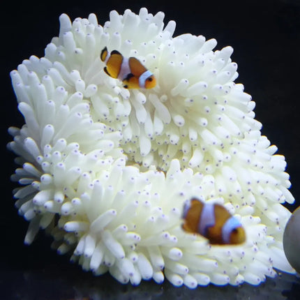 Heteractis crispa, anémona de arrecife con tentáculos largos, ondulantes y de colore blanco o amarillento con puntas moradas, destacando en un acuario marino de arrecife. Perfecta para aportar movimiento, refugio y belleza natural al ecosistema acuático.

