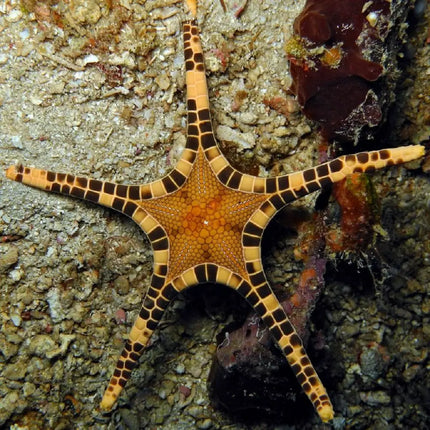 Estrella de mar Iconaster longimanus con patrón estrellado y brazos alargados, posada sobre sustrato claro en un acuario marino.