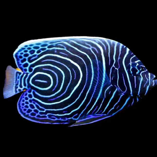 Pomacanthus imperator adulto con cuerpo azul, amarillo y bandas negras, en plano lateral sin fondo.