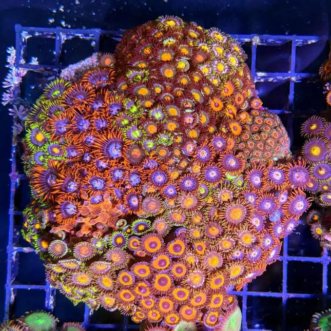 Jardín de Zoanthus con pólipos multicolores abiertos en acuario marino.

