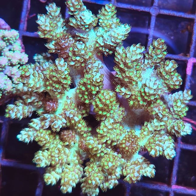 Capnella Flúor Frag - Árbol de Kenia Flúor para Acuarios Marinos