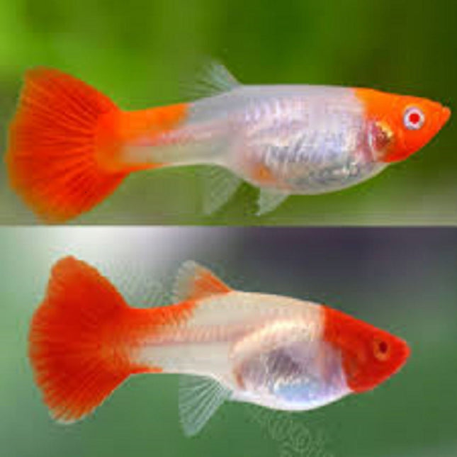 Guppy Koi Albino Premium 2,5-3 cm (Pareja)