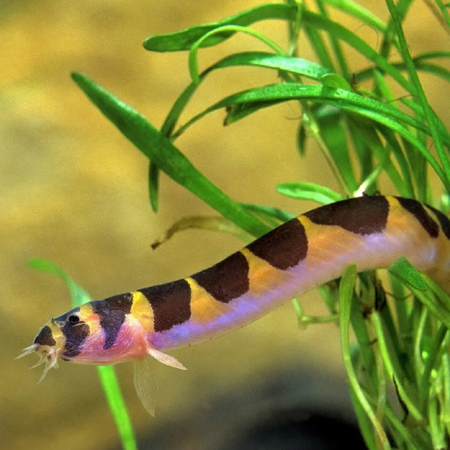 Kuhli Rayado con cuerpo en forma de anguila y rayas negras y amarillas

