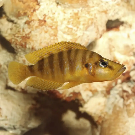 Lamprologus compressiceps Gold mostrando cuerpo comprimido lateralmente y una intensa coloración dorada uniforme, con cabeza robusta y actitud vigilante típica de cíclidos que habitan grietas rocosas.