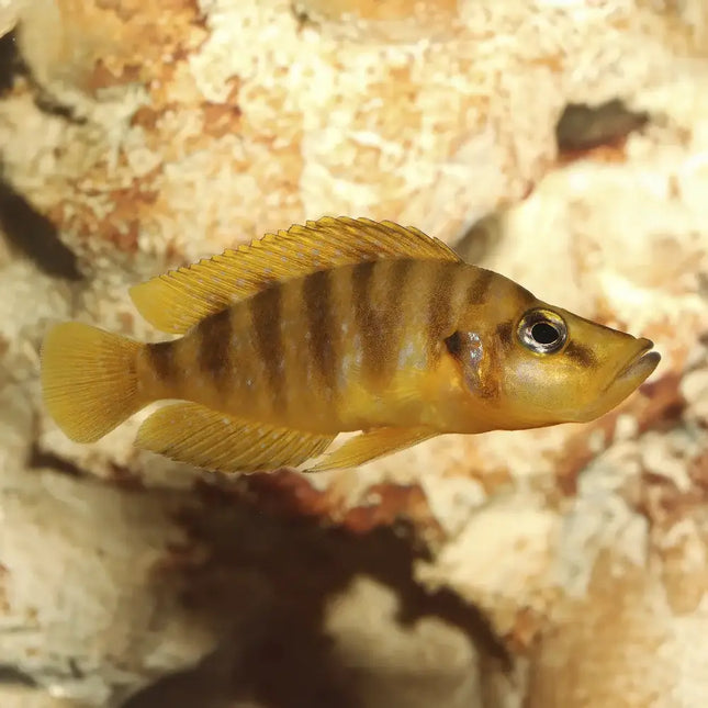 Lamprologus compressiceps Gold mostrando cuerpo comprimido lateralmente y una intensa coloración dorada uniforme, con cabeza robusta y actitud vigilante típica de cíclidos que habitan grietas rocosas.