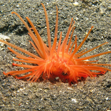 Limaria fragilis almeja marina para acuario de arrecife