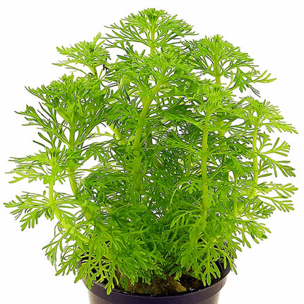 Limnophila sessiliflora con hojas plumosas verdes creciendo verticalmente en acuario plantado

