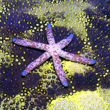 Estrella de mar Linckia multiflora desplazándose por el fondo del acuario, con brazos delgados y coloración marrón rojiza.

