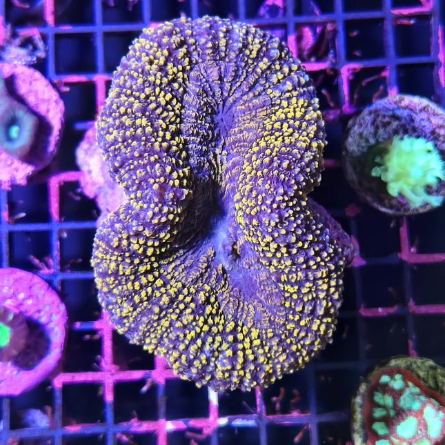 Esqueje de Lobophyllia L – Coral LPS Cerebro de Colores Vivos para Acuario Marino